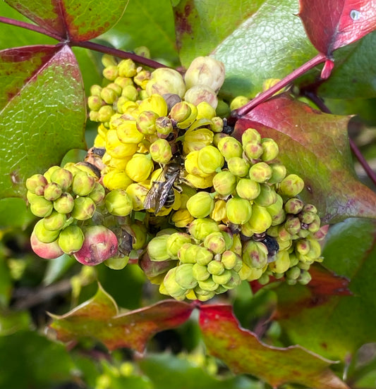 Early Spring Bee on Oregon Grape Flower
