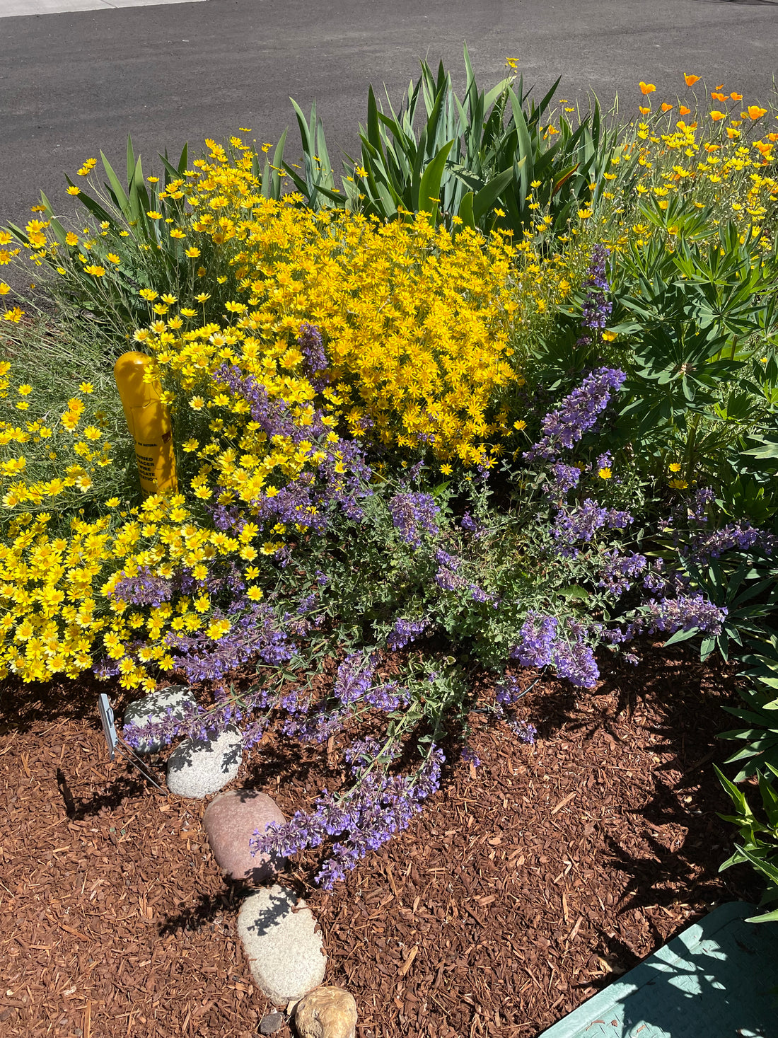 Benefits of Native Plants in your Landscape